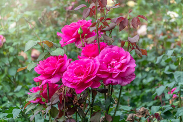 Blooming red rose bud with raindrops close up