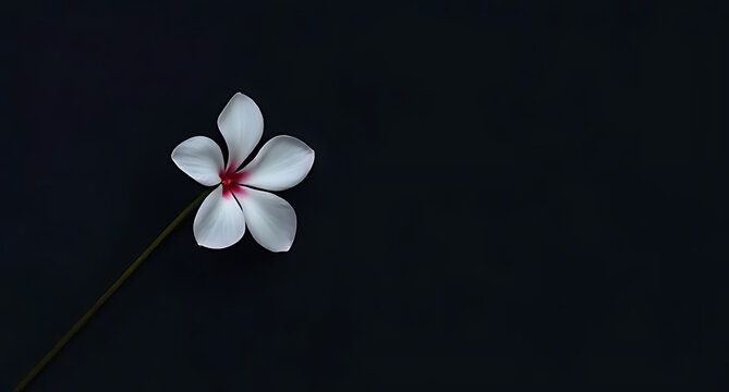 A minimalist composition of a single Hatai Yatthip flower on a dark backdrop