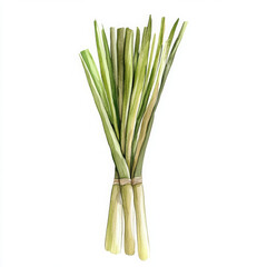 Fototapeta premium Illustration of lemongrass radiates serenity and freshness
