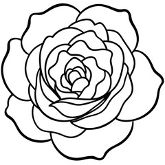 vector illustration of a rose