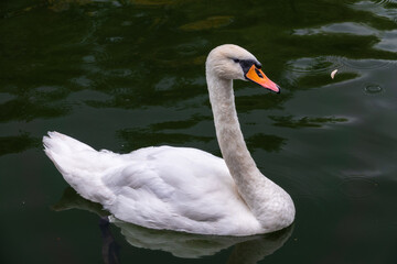 A graceful white swan swimming on a lake with dark water. The white swan is reflected in the water