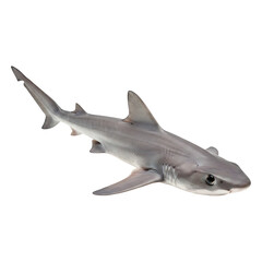 Naklejka premium Juvenile Spiny Dogfish Shark in Profile
