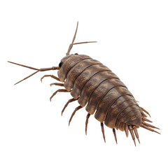 Obraz premium A Detailed View of a Pillbug