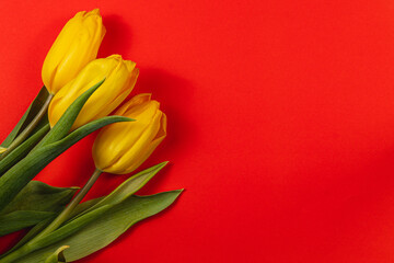 Celebrate spring with yellow tulips for Mother's and Women's Day!