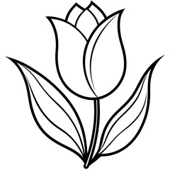 black and white tulip