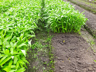 Fresh Water Spinach or Kangkung Ready for Harvest in the Field