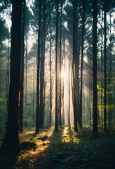 Naklejka premium Sunrise in a Dense Forest with Sunbeams