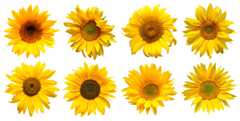 Obraz premium Sunflowers head collection isolated on white background. Sun symbol. Flowers yellow, agriculture. Seeds and oil. Flat lay, top view