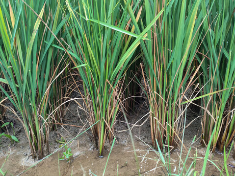 the base stem of the rice plant is affected by the disease