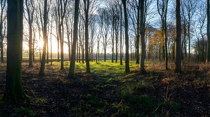 Obraz premium Golden Sunset Through Autumn Forest Trees