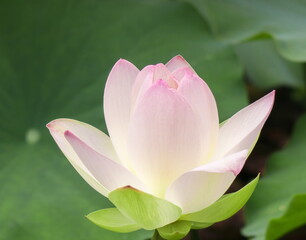 lotus flower