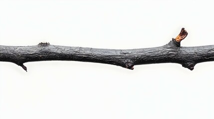 Fototapeta premium Dark Branch With Buds On White Background