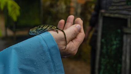 A tiny chameleon brookesia stumpffi sits on a man's arm. Green patterned skin, long tail. Raindrops on the sleeve of a raincoat. Close-up. Side view. Madagascar. Kennel reptiles Peyriyar