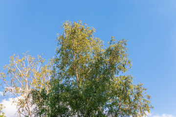Birch branches with green leaves in spring or summer on blue sky background.