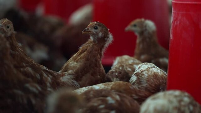 Adorable young Lohmann Brown chickens in feeding barn, focus on one