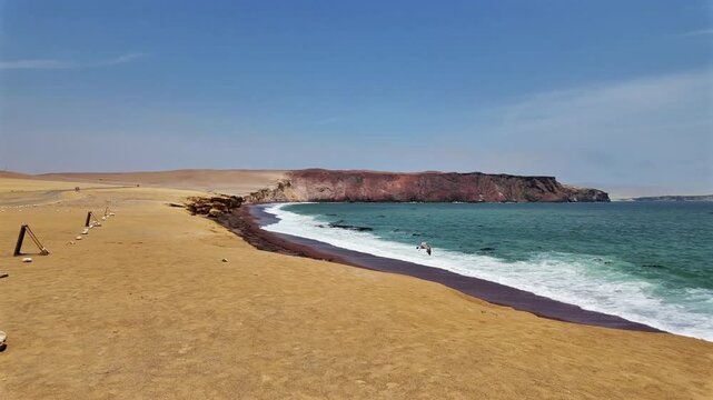 Panoramic view of the coast at Paracas National Reserve in Peru, with a bird landing on a cliff edge overlooking a steep precipice.