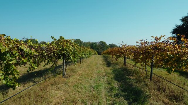 A smooth gimbal push through a vineyard row during a sunny fall day, capturing the natural beauty of the vineyard with golden leaves and rustic charm.