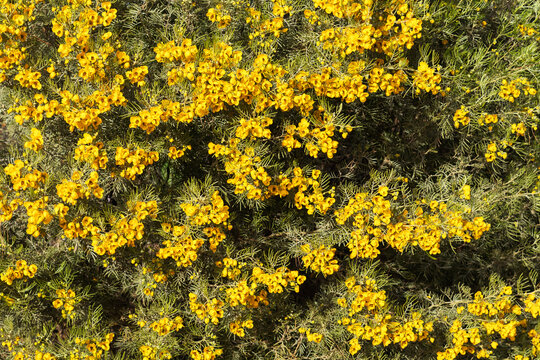 Closeup of Australian native Feathery Cassia or Sive Senna (Senna Artemisioides) with blooming flowers in warm Arizona winter, nature background