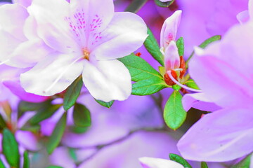 白いアザレアの花