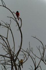 Scarlet Minivet on the branch
