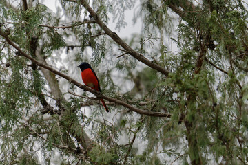 Scarlet Minivet on the branch