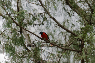 Scarlet Minivet on the branch