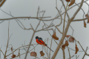 Scarlet Minivet on the branch