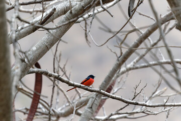 Scarlet Minivet on the branch