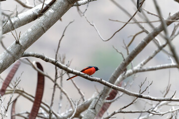 Scarlet Minivet on the branch