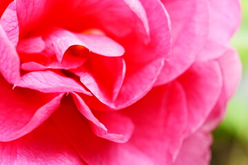 ピンクの花びら