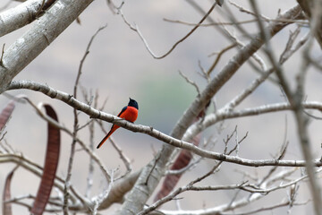 Scarlet Minivet on the branch