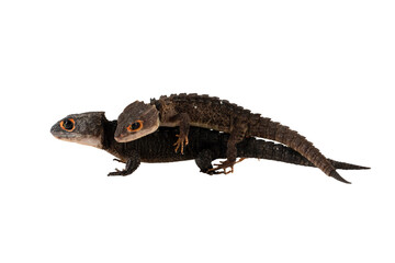 A couple of Red-eyed Crocodile Skink (Tribolonotus gracilis). [PNG form].