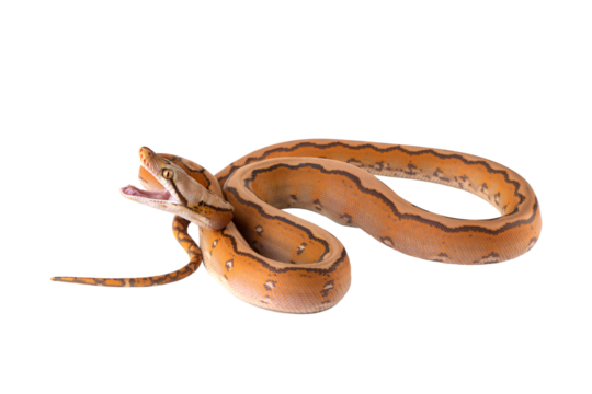 Orange Glow Motley Reticulated Python (Malayopython reticulatus). The species is a morph python native to Southeast Asia. [PNG form].