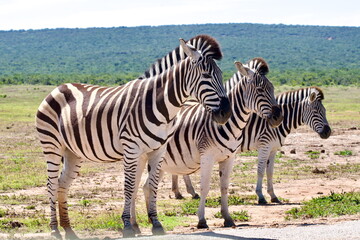 Zebras