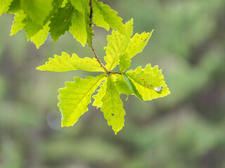 Oak branches with green and yellow leaves in autumn park.