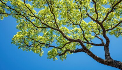 Lush green tree branches against a clear blue sky create a vibrant natural scene.