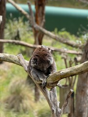 Koala sleeping