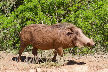 A warthog in Africa.