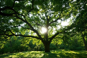 Obraz premium Sunlight through green tree foliage in park; sun flares. Use nature background