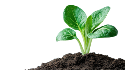 Growing seedling in soil nature plant isolated on transparent background
