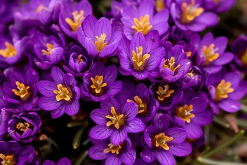 Fototapeta premium Purple crocuses blooming, signifying spring, with a natural background. For gardening