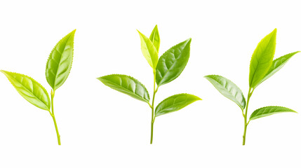 Fototapeta premium Tea leaves used for infusions. Isolated on white. Production and agriculture generative AI