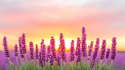 Naklejka premium Vibrant lavender field at sunset with colorful sky and distant mountains, creating a serene atmosphere