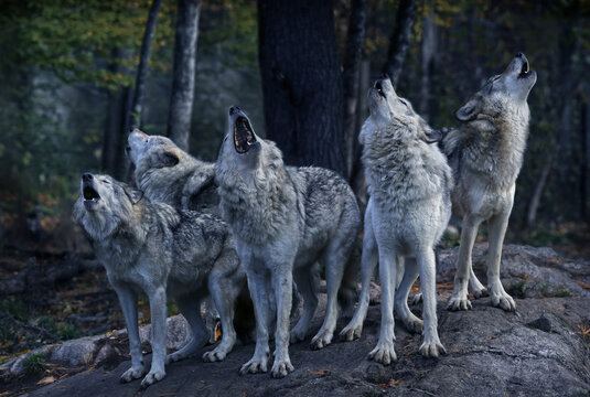 Eastern timber wolves howling on a rock.