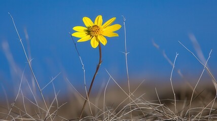 Close-Up of Solitary Sunflower on Arid Ground A Stunning Display of Nature's Resilience