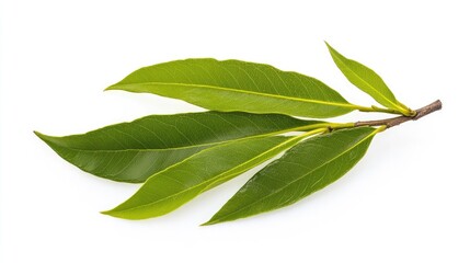 Fresh green bay leaves on a white background, showcasing their vibrant color and texture