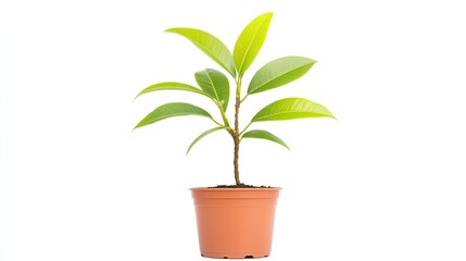 Young potted plant with vibrant green leaves growing in a terracotta pot against a white background