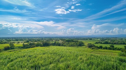 Obraz premium Aerial Photography of Lush Sugarcane Plantation Cultivating Abundance in Tropical Paradise