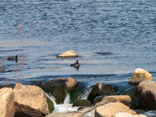 大和川のオオバン