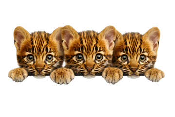 Persian leopard Cub (6 weeks) in front of a white background